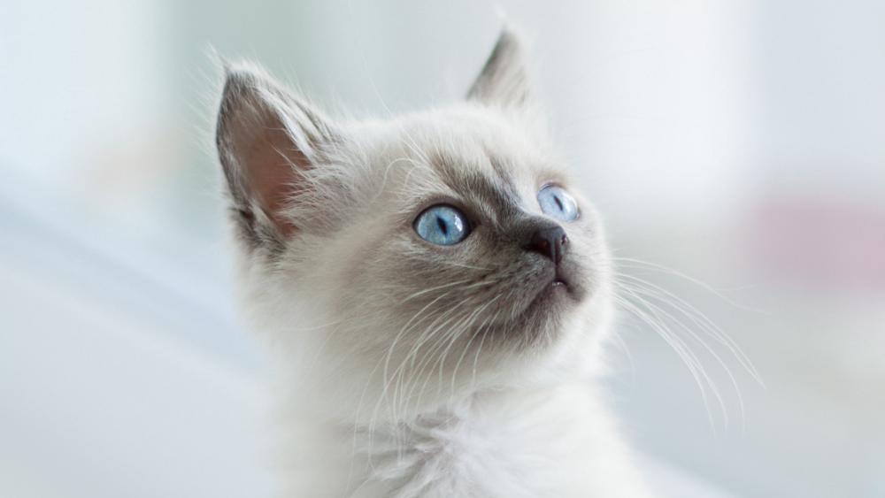 Blue Eyed White Kitten Portrait wallpaper