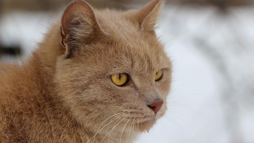 Golden Cat Portrait wallpaper