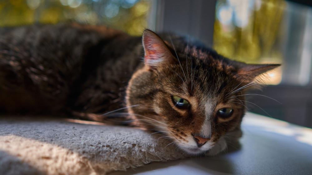 Relaxed Cat in Sunlit Window wallpaper