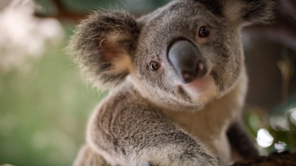 Curious Koala Close Up wallpaper