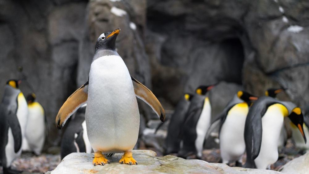 Graceful Penguin Colony wallpaper