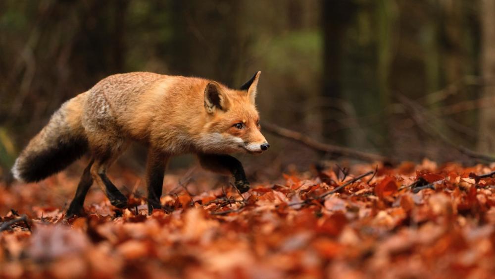Autumn Fox in Woodland Leaves wallpaper