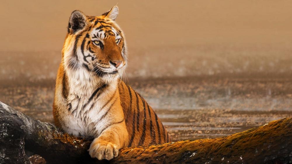Majestic Tiger Resting by the Water wallpaper