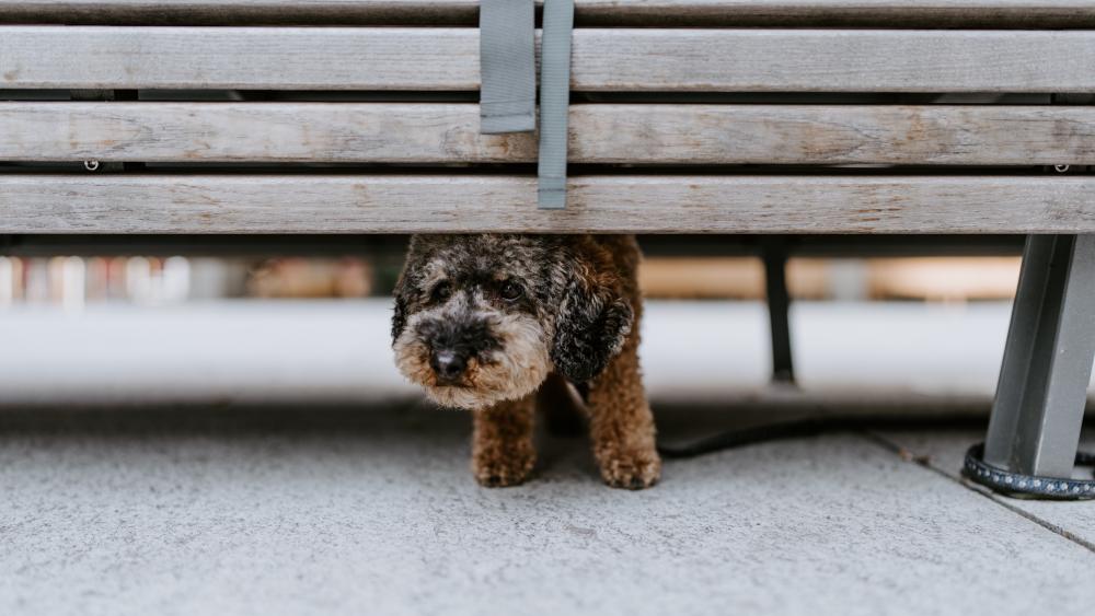 Peekaboo Puppy Under the Bench wallpaper