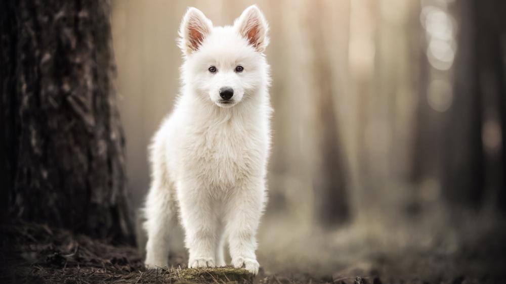 Gentle White Puppy in Forest Light wallpaper