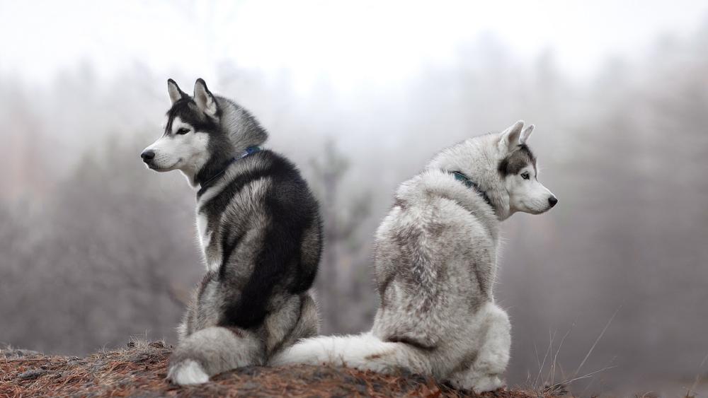 Misty Husky Companions on a Quiet Ridge wallpaper