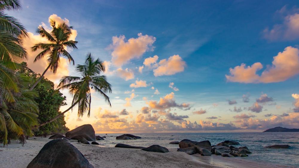 Golden Seychelles Palm Beach Sunset wallpaper