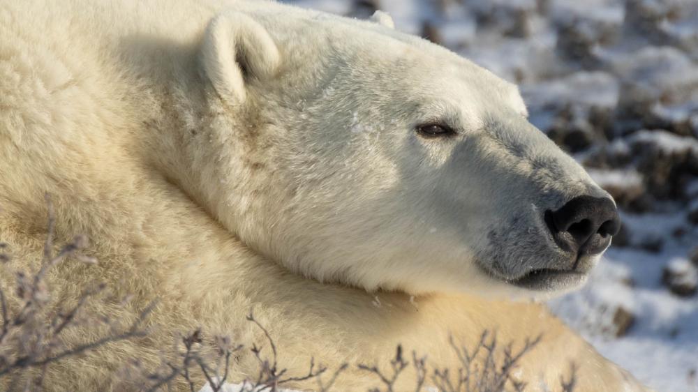 Majestic Polar Bear in Arctic Stillness wallpaper