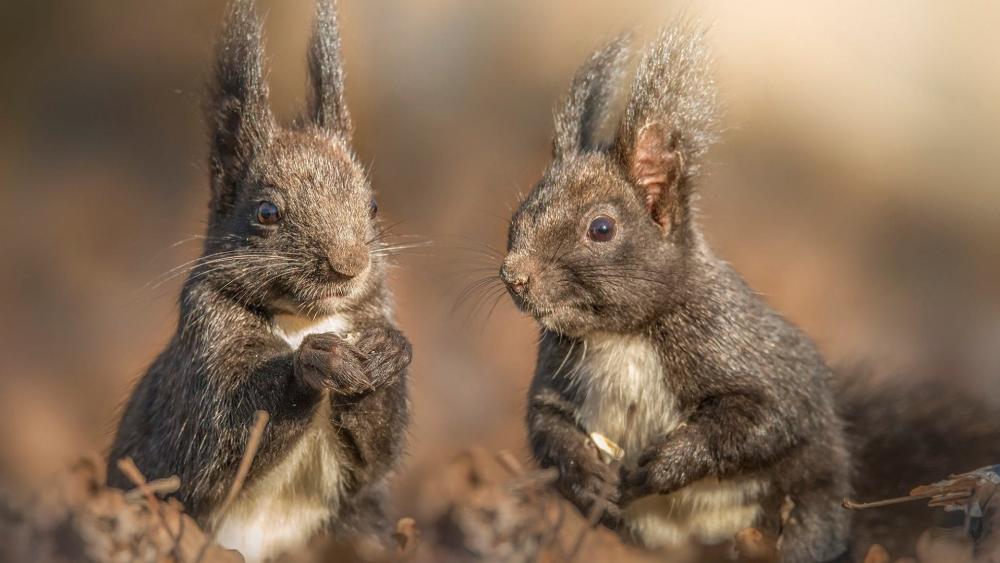 Playful Squirrel Pair in Autumn Light wallpaper