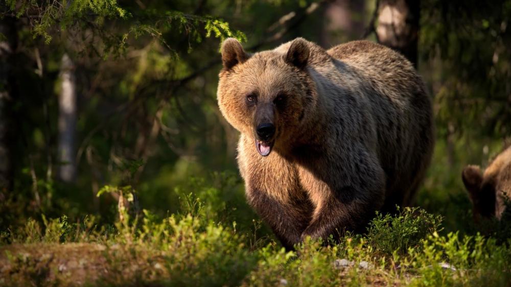 Majestic Bear in Forest Light wallpaper
