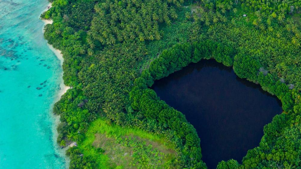 Tropical Lagoon and Mangrove Sanctuary wallpaper