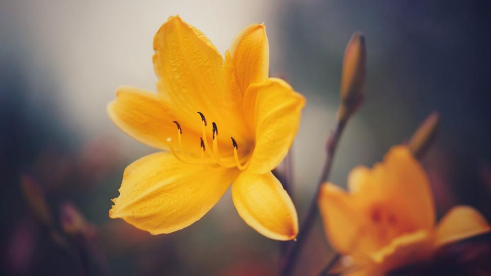 Golden Bloom Glow wallpaper