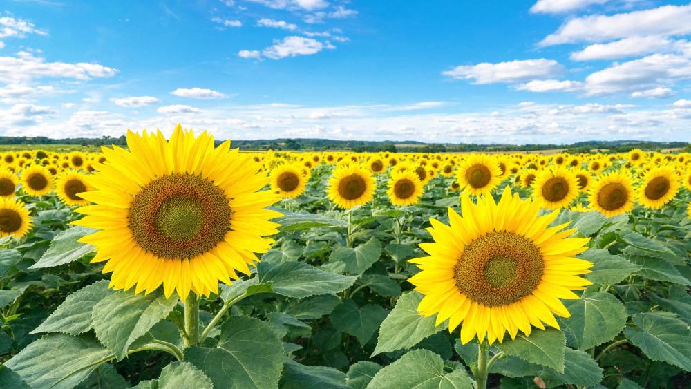 Golden Sunflower Horizon wallpaper