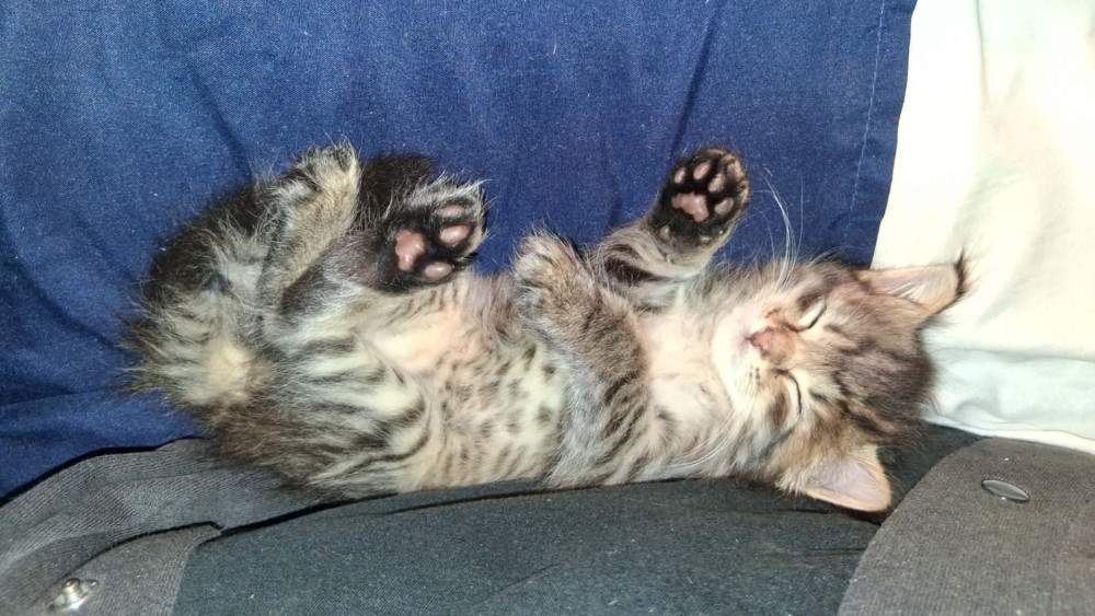 Adorable Kitten Sleeping Soundly wallpaper