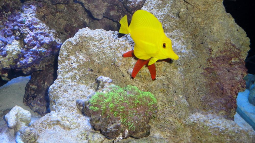 Yellow Tang wallpaper