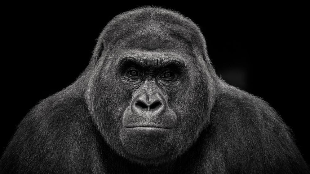 Mighty Monochrome Gorilla Portrait wallpaper