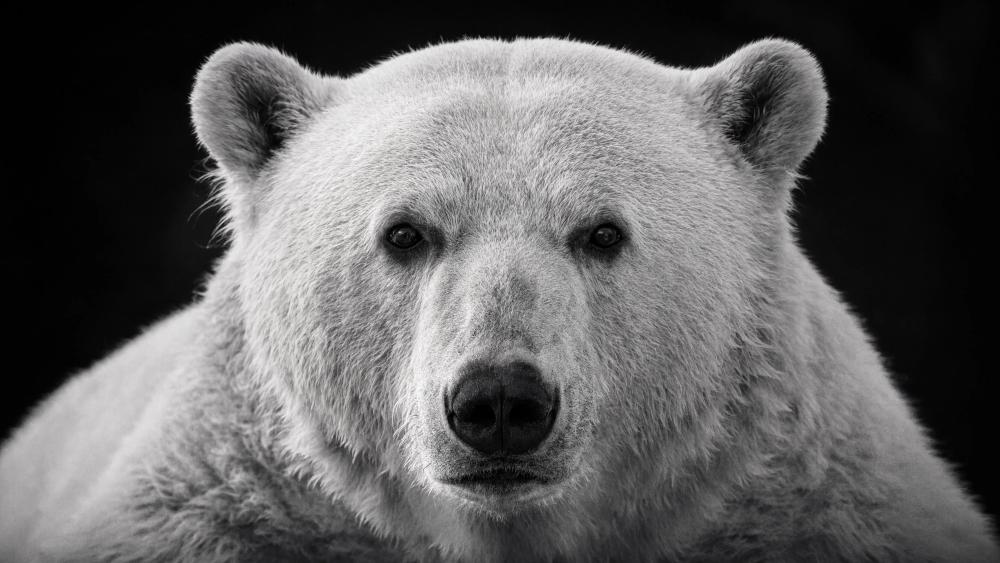 Monochrome Polar Bear wallpaper