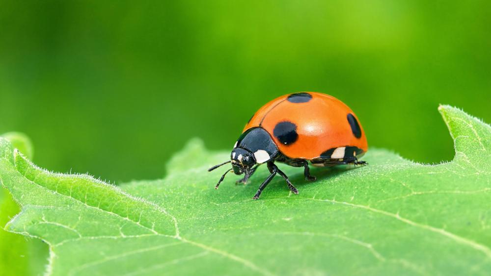 Ladybug on Dewy Green Leaf wallpaper