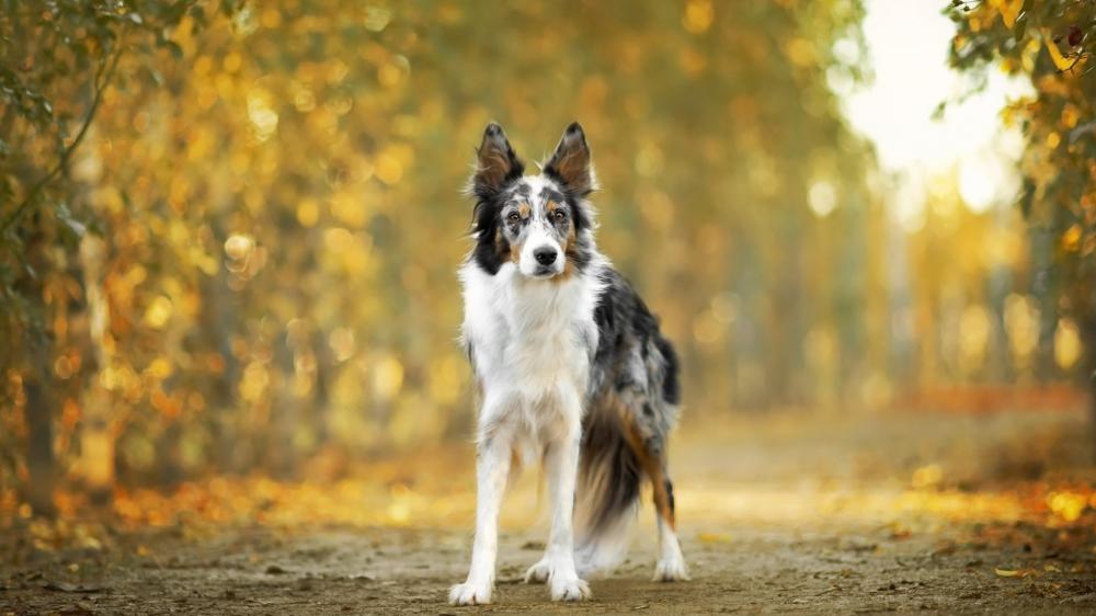 Autumn Border Collie Portrait wallpaper