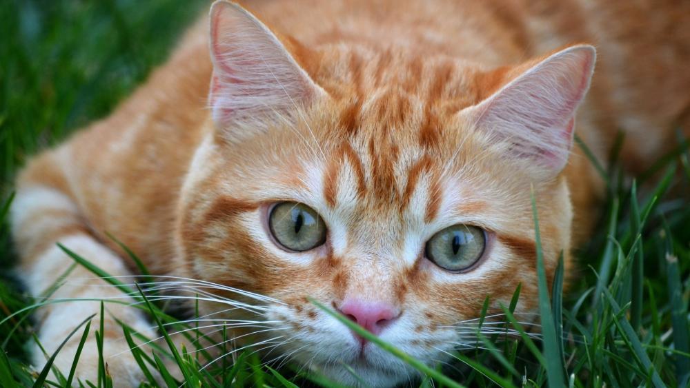 Curious Ginger Tabby in the Grass wallpaper