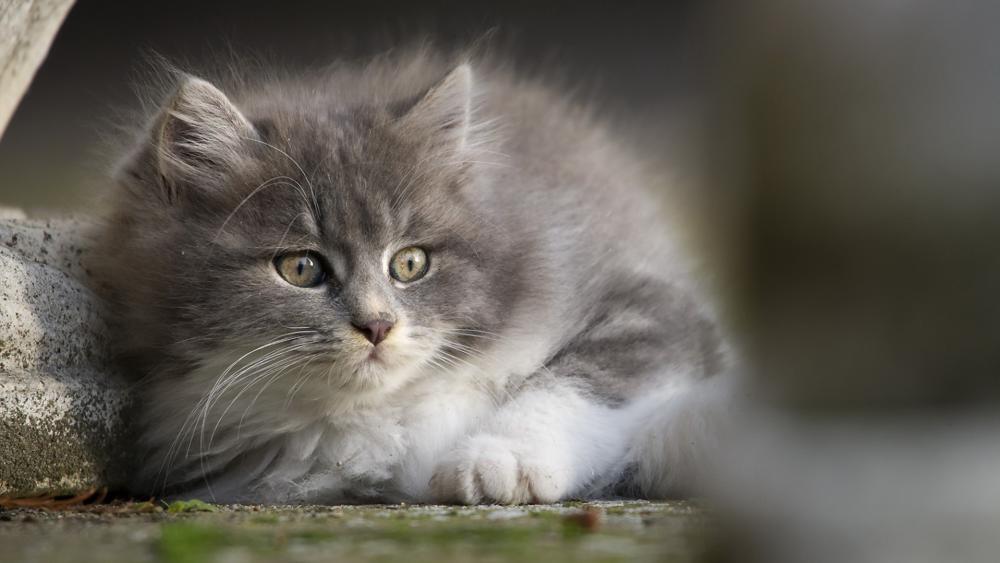 Fluffy Grey Kitten Resting Softly wallpaper