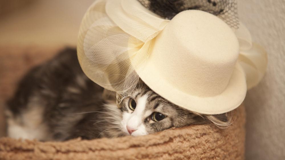 Elegant Kitty in a Fancy Hat wallpaper