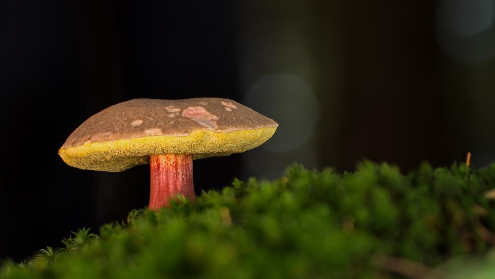 Forest Jewel Mushroom wallpaper