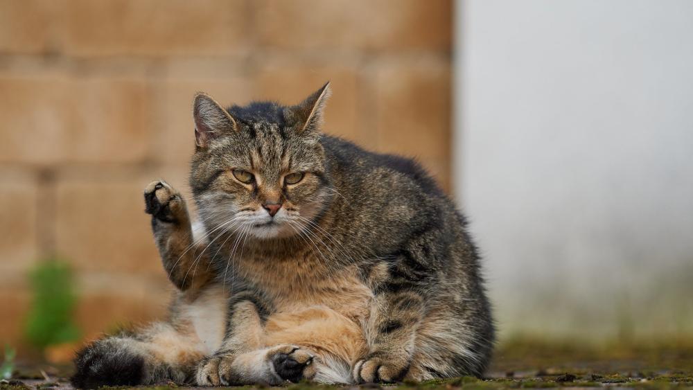 Relaxed Tabby Cat Grooming in Soft Light wallpaper