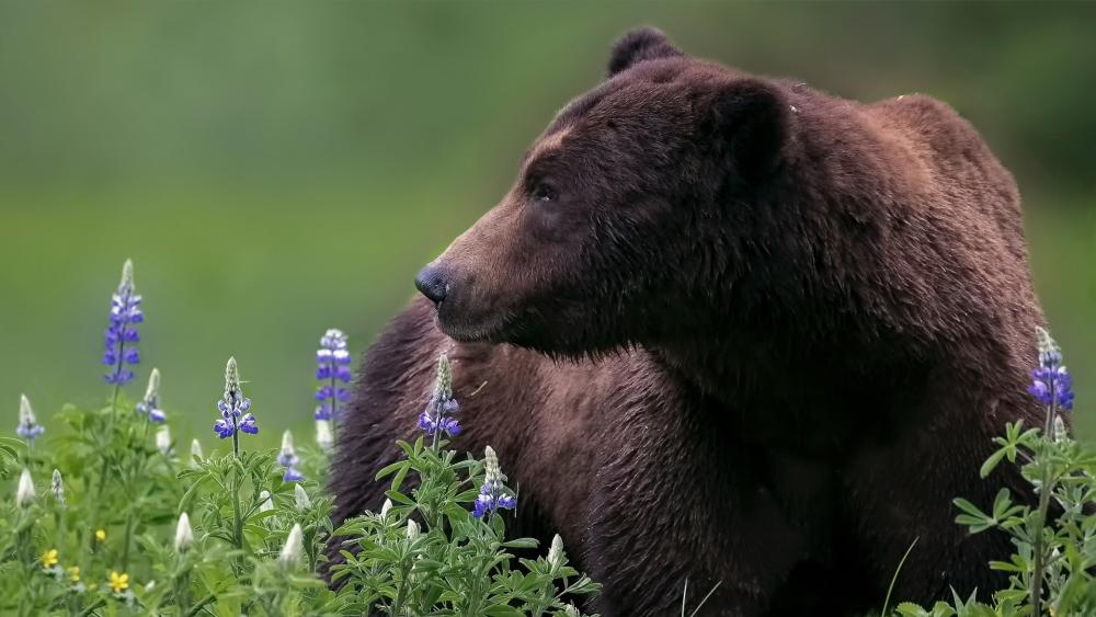 Majestic Bear in Wildflower Meadow wallpaper