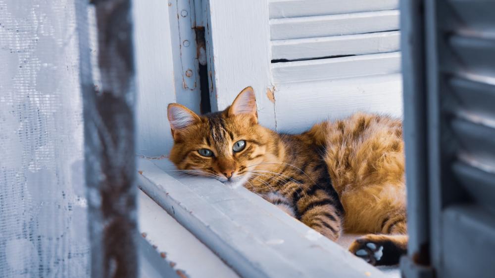 Relaxed Cat Resting by the Window wallpaper