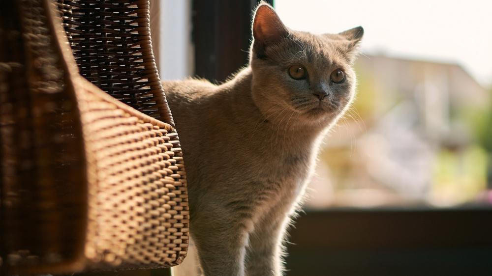 Curious Cat in Warm Window Light wallpaper