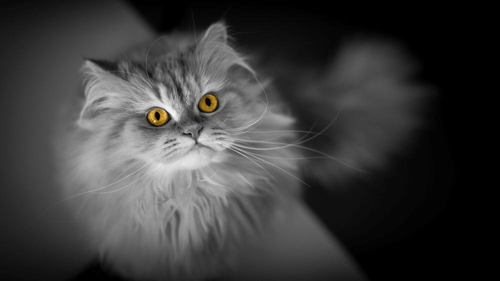 Golden Eyes in Monochrome Fur wallpaper