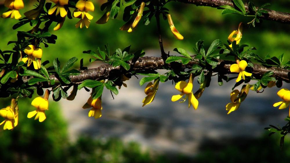 Golden Blossoms on a Sunlit Branch wallpaper