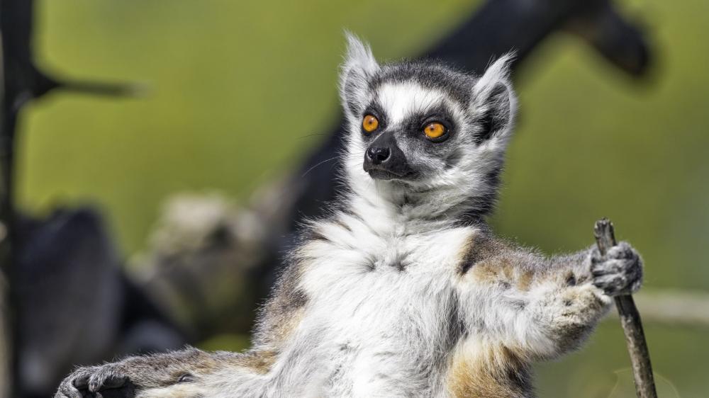 Playful Lemur Portrait on a Natural Branch wallpaper
