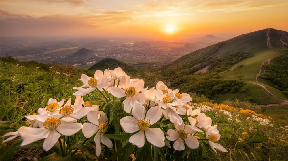 Sunset Wildflowers Above Beshtau Valley wallpaper