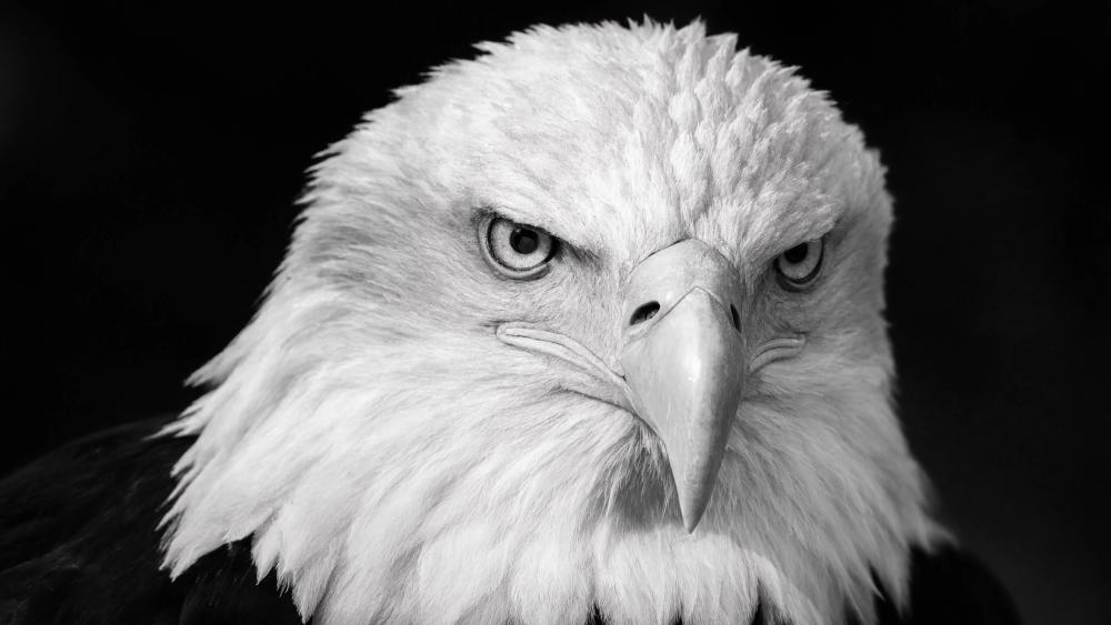 Majestic Monochrome Eagle Portrait wallpaper