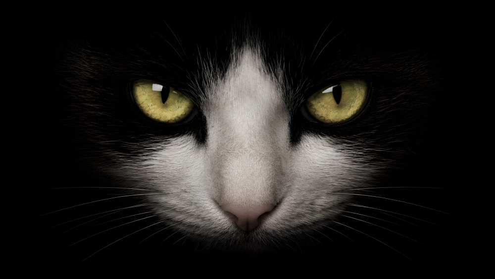 Mysterious Cat Eyes in Dark Silence wallpaper