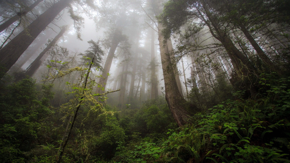 Misty Forest Serenity wallpaper