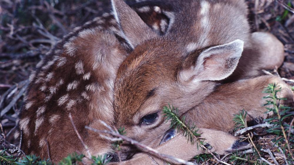 Sleeping Fawn in Forest Nest wallpaper