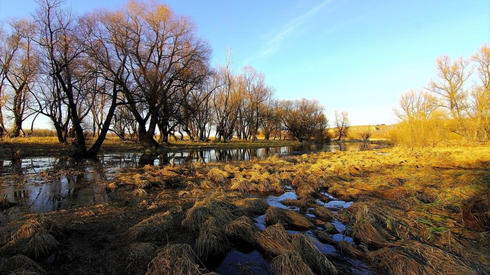 Golden Wetland Riverbank wallpaper