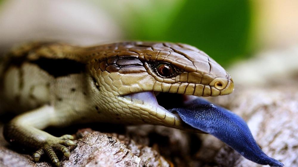 Blue Tongued Skink Closeup wallpaper