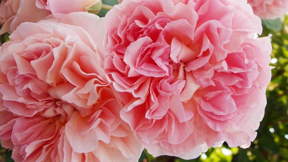 Soft Pink Bloom Close Up wallpaper