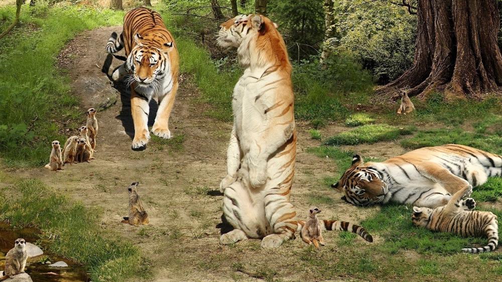 Majestic Tigers in a Forest Clearing wallpaper