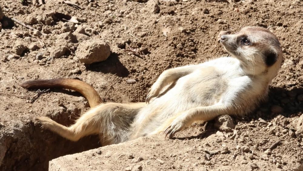 Relaxed Meerkat Sunning on Sandy Ground wallpaper