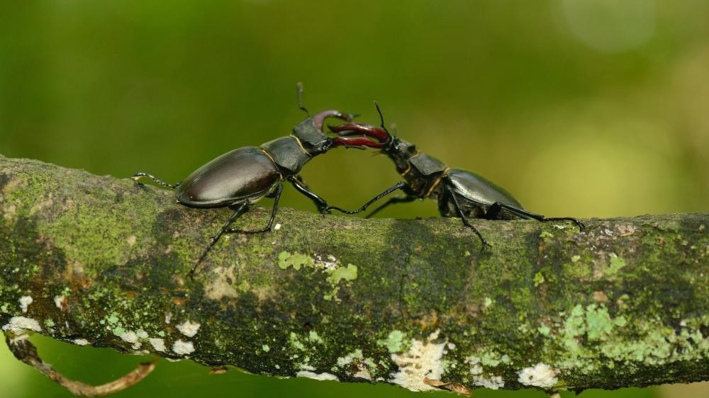 Stag Beetle Duel on Mossy Branch wallpaper