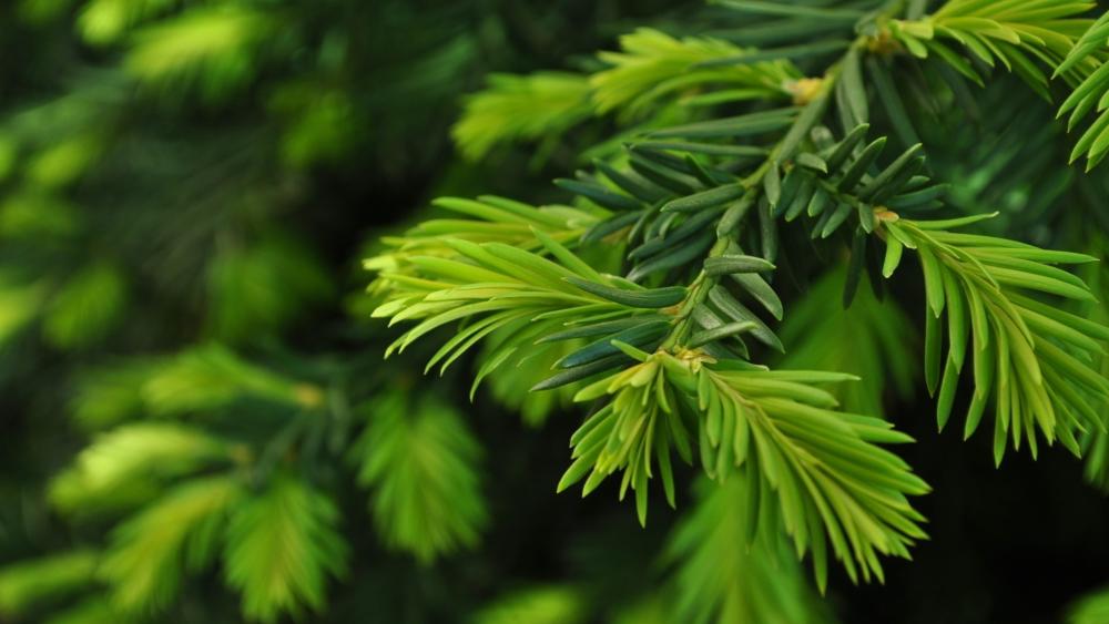 Fresh Pine Needles in Soft Green Light wallpaper