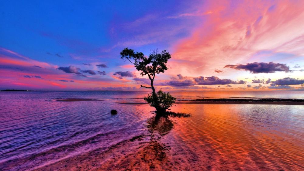 Solitary Tree at Pink Sunset Shoreline wallpaper
