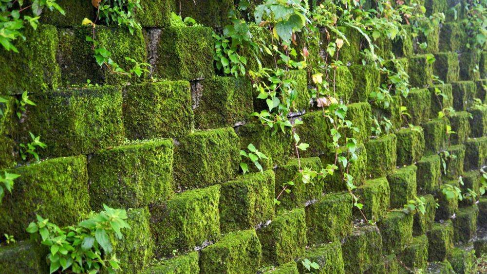 Moss Covered Stone Wall in Jinguashih wallpaper