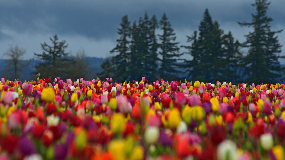 Colorful Tulip Field Under Moody Spring Skies wallpaper