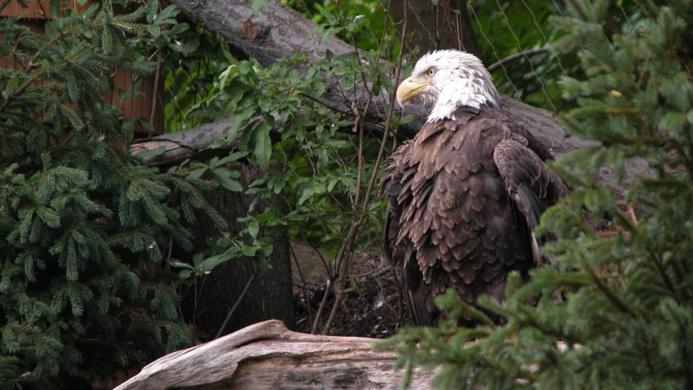 Majestic Bald Eagle in Forest Hideaway wallpaper